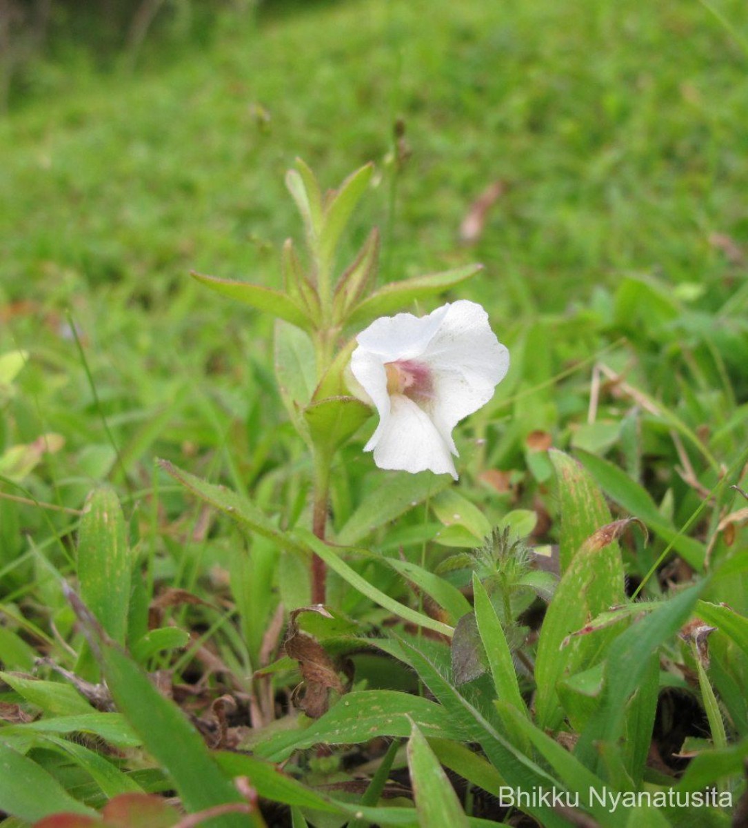 Centranthera indica (L.) Gamble